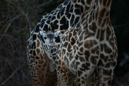 GIraffe-bably-Zambia-PSM_2086