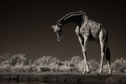 Giraffe-Hide-Mashatu-PZ7_8213