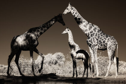 Giraffe-In-to-the-Shadows-PZ7_8510