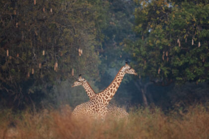 Giraffe-Zambia-PSM_2402