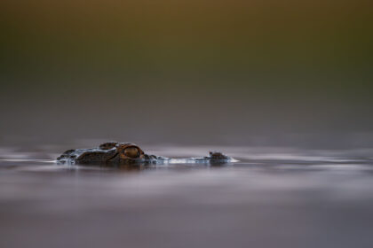 Hide-Croc-Zimaga_DSC9864