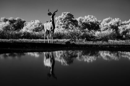 Kudu-Hide-Machatu-DSC_0443