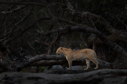 Leopard-Zambia-DSC_2505