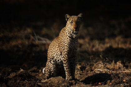 Leopard-Zambia-PSM_2452