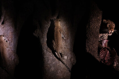 Leopard.-triple-Zambiajpg