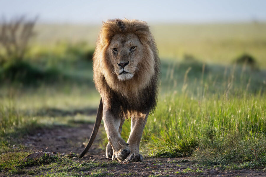MAASAI MARA PHOTOGRAPHIC WORKSHOP 2028