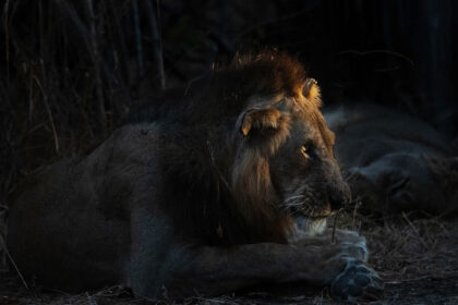 Lion-Night-Zambia-PSM_2055