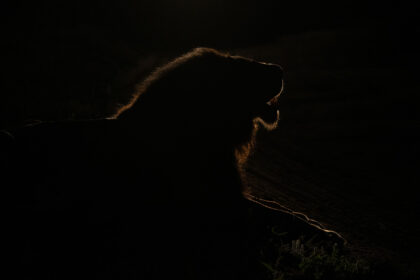 Lion-night-South-Africa-DSC_7306