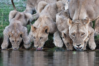Lions-driking-chobe-river-PNS_3138