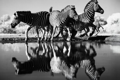 Zebra-Mashatu-DSC_0489
