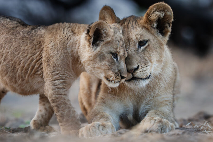 Hidden Treasures - Zambia