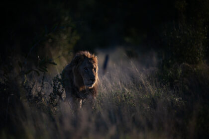 lion-south-Africa-DSC_7010
